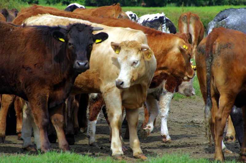 Les agriculteurs européens vent debout contre l’accord avec le Mercosur