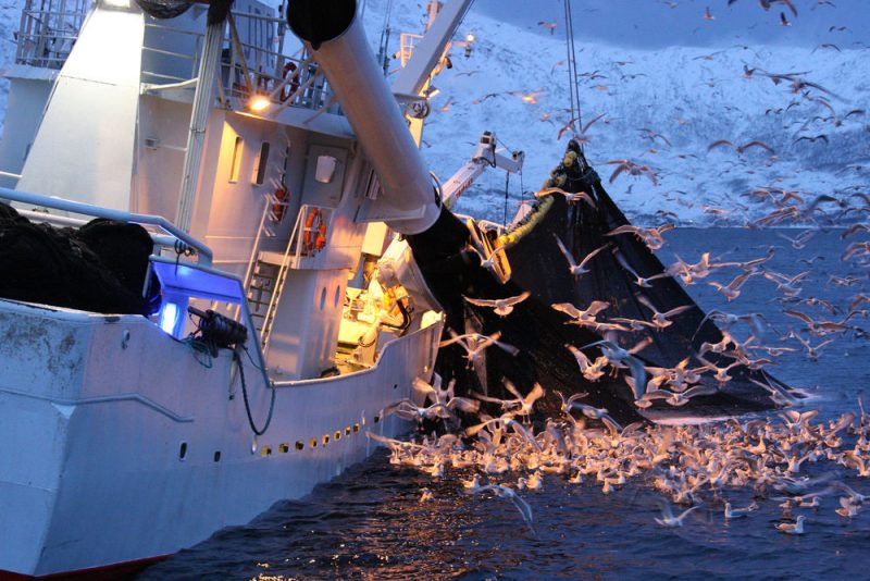 Pêche électrique : comment la Commission européenne a noyé le poisson