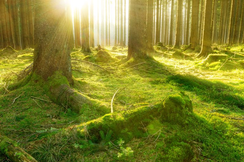 En Allemagne, le bois-énergie ne convainc pas tout le monde