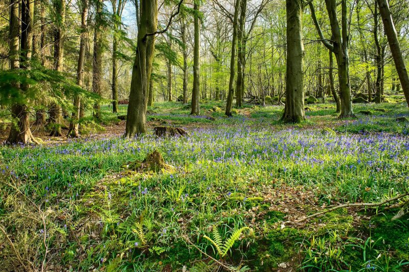 Entre émissions et captage de CO2, l’exercice d'équilibrisme des forêts européennes