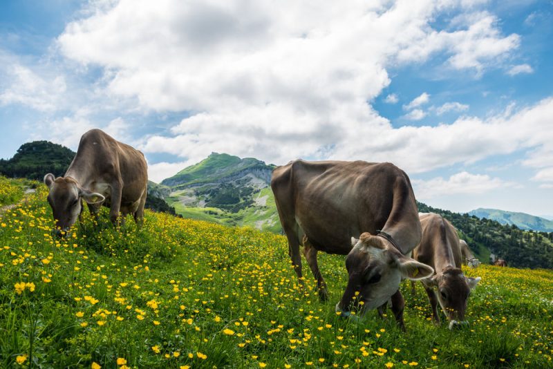Initiative populaire contre l’agriculture intensive en Suisse