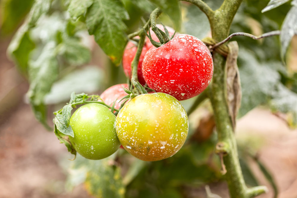 shutterstock_705380473