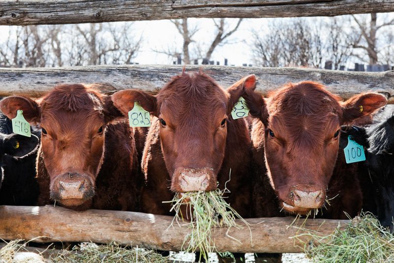 Les producteurs de lait tchèques réclament le retour des quotas