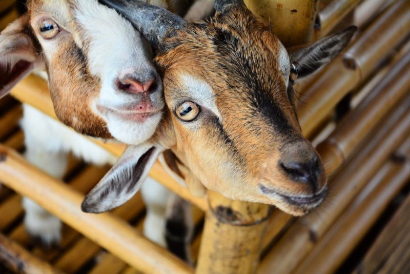 Des OGM interdits trouvés dans des aliments pour animaux