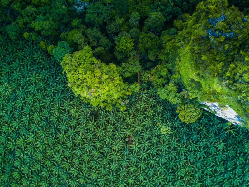 La France ferraille contre la déforestation indirecte