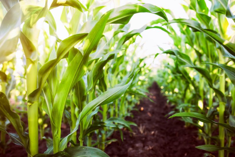L'agriculture espagnole milite pour le développement des assurances agricoles