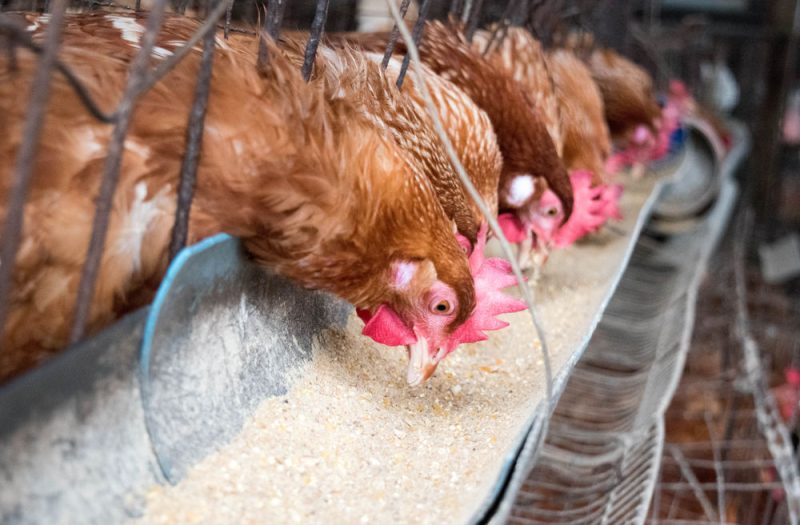 Les salmonelles sont de retour en Europe, et pas que chez Lactalis