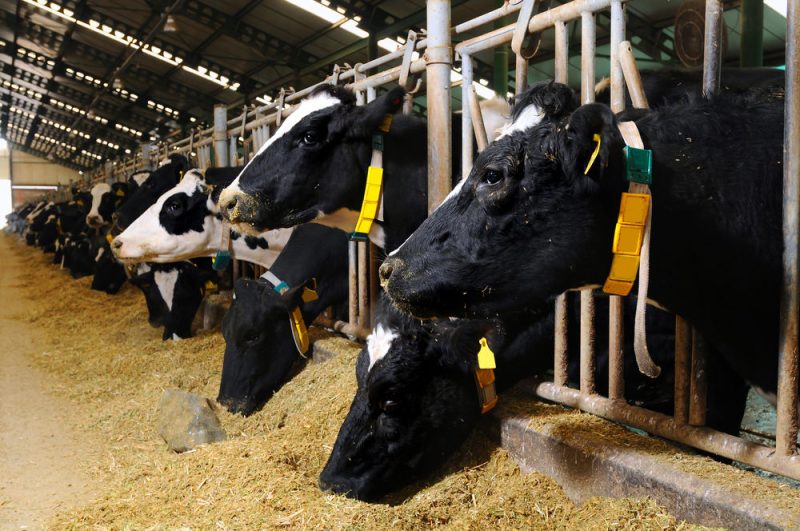 Bruxelles ne veut plus dépendre des importations de soja pour l'alimentation animale