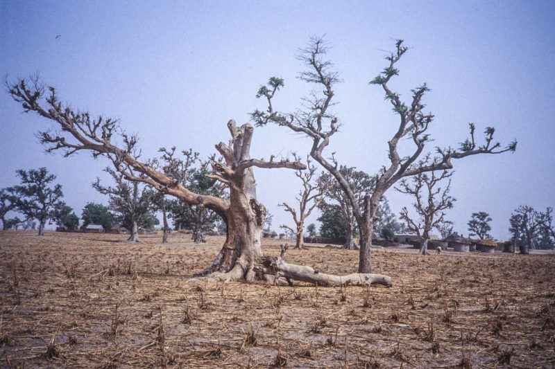 Une alliance mondiale mise sur la restauration des forêts