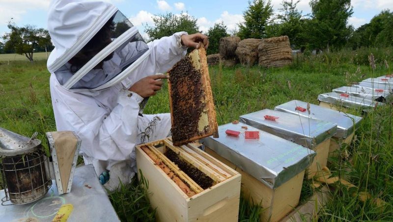 Le Parlement européen veut lutter contre le faux miel importé en Europe