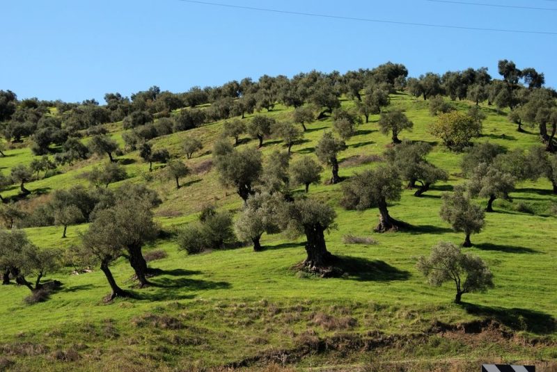L'UE veut défendre les olives espagnoles face à Washington