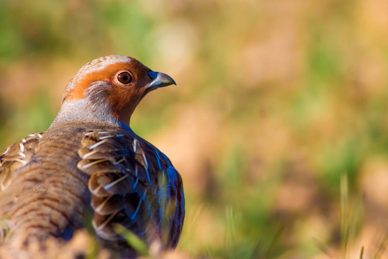Les oiseaux français décimés par l’agriculture