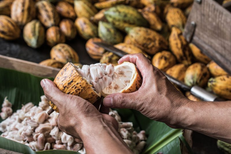 Les grands chocolatiers peinent encore à endiguer la déforestation