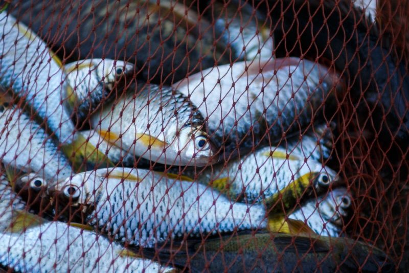 L’OMC relance les négociations sur les subventions à la pêche