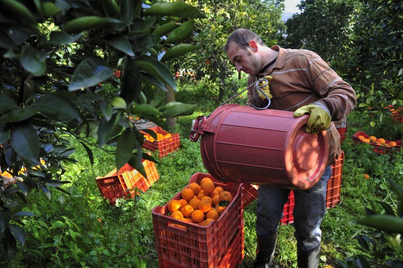 Les Français appelés au champ pour pallier l'absence des travailleurs agricoles étrangers