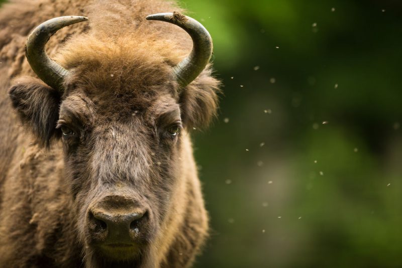 La Pologne menacée de sanctions pour sa gestion de la forêt de Bialowieza
