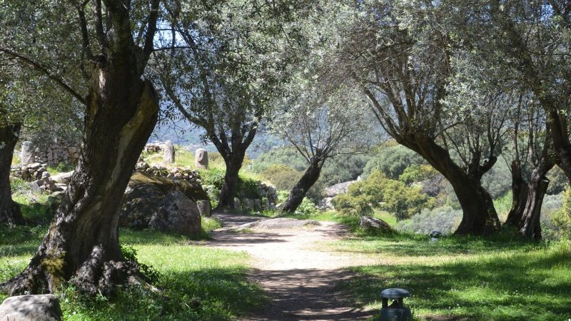 Corse : Xylella fastidiosa détectée sur des oliviers et des chênes