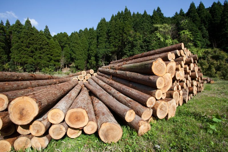 Bioénergie et sylviculture veulent des financements verts de l'UE
