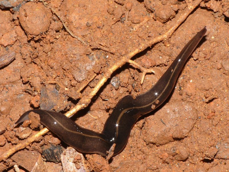 Des vers géants envahissent le sous-sol du sud de la France