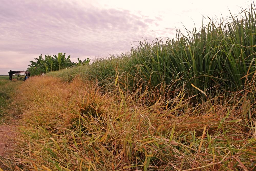 glyphosate