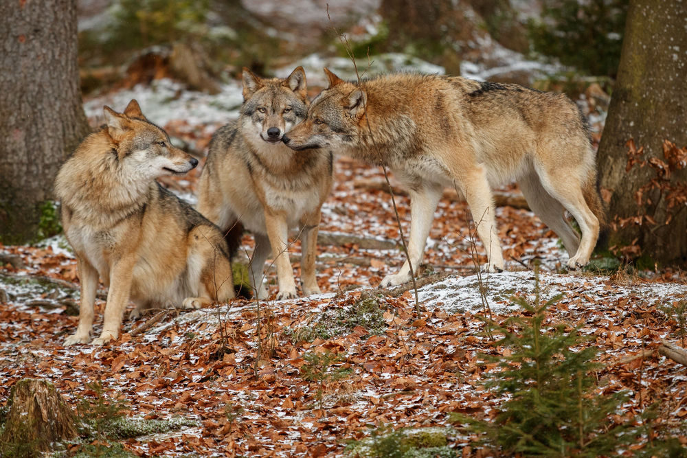 Le retour des loups passe mal auprès des éleveurs