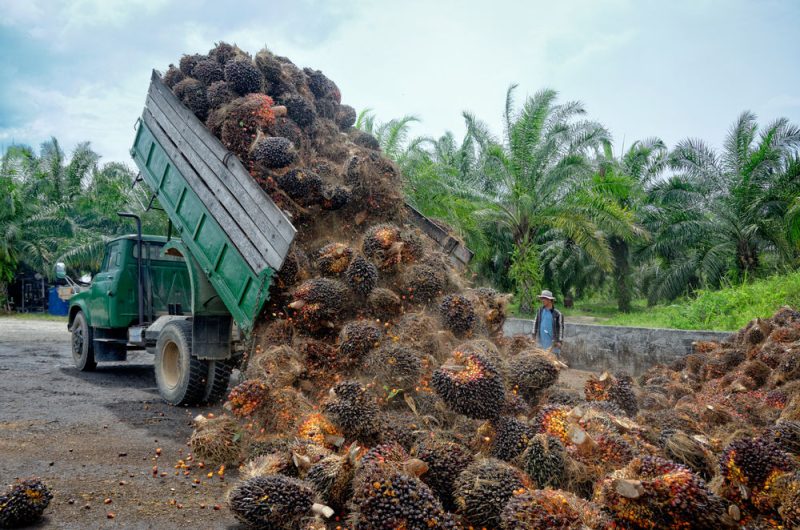 La France doit dire non à la déforestation