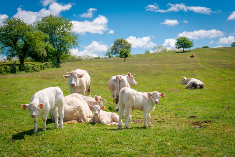 Les eurodéputés face à la nouvelle politique agricole commune