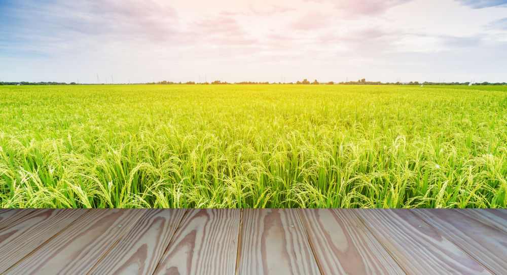 Le riz doré serait le remède aux fréquentes carences alimentaire des enfants d’Asie du Sud-est.