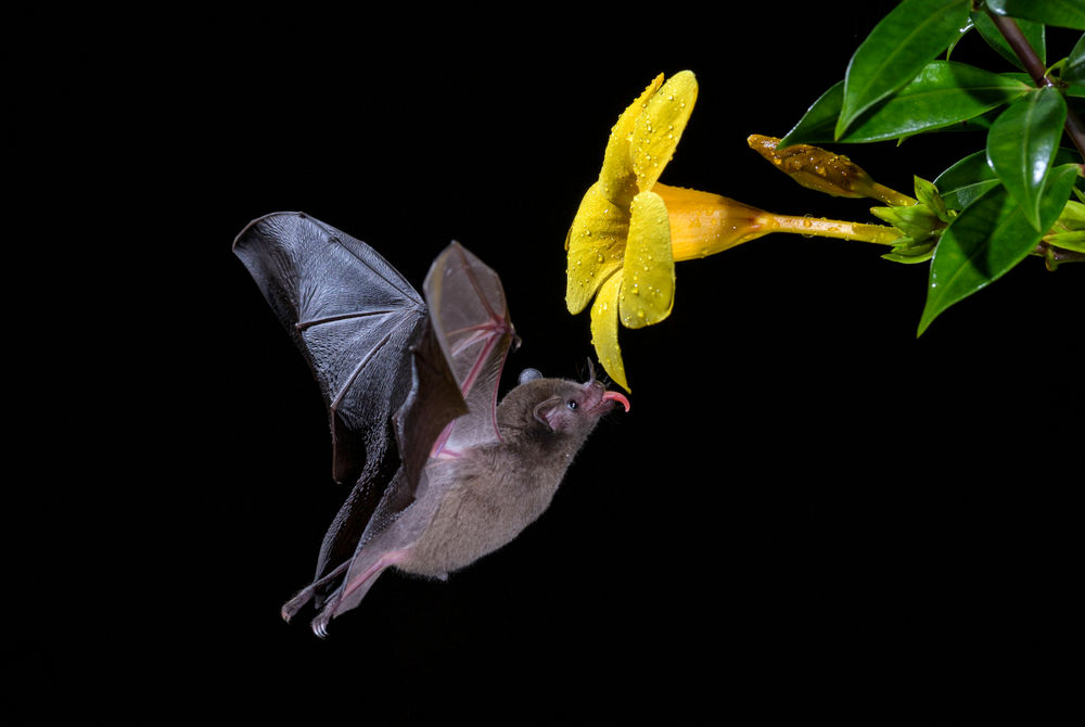 bat