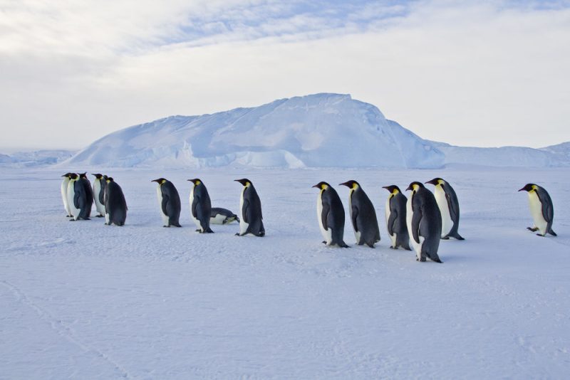 L’Antarctique en pleine débâcle