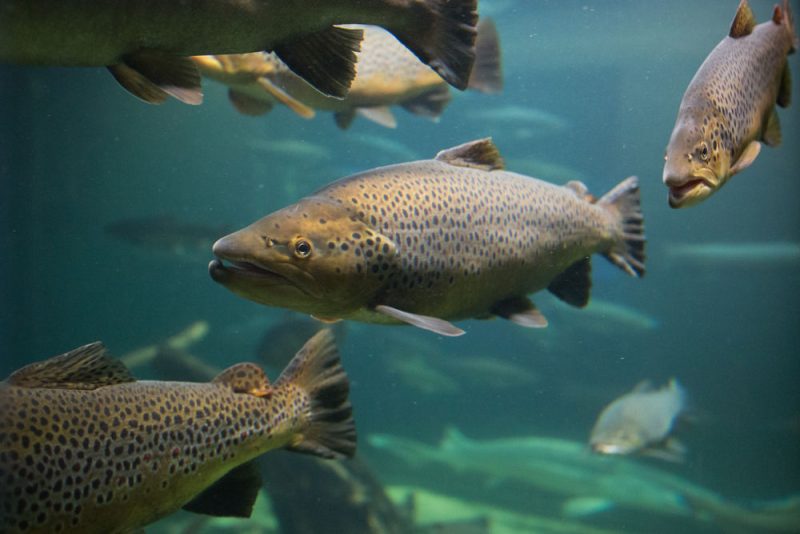 L’aquaculture française s’oriente vers le circuit court