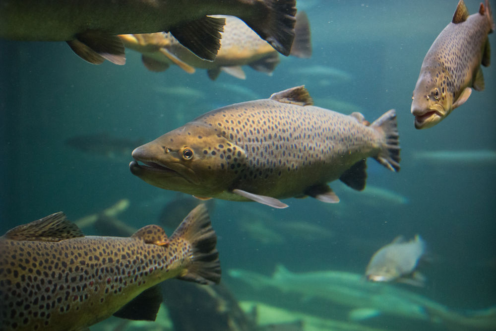 salmon