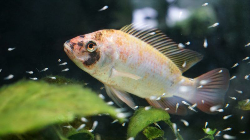 L’aquaponie, ou comment combiner sécurité alimentaire et production locale