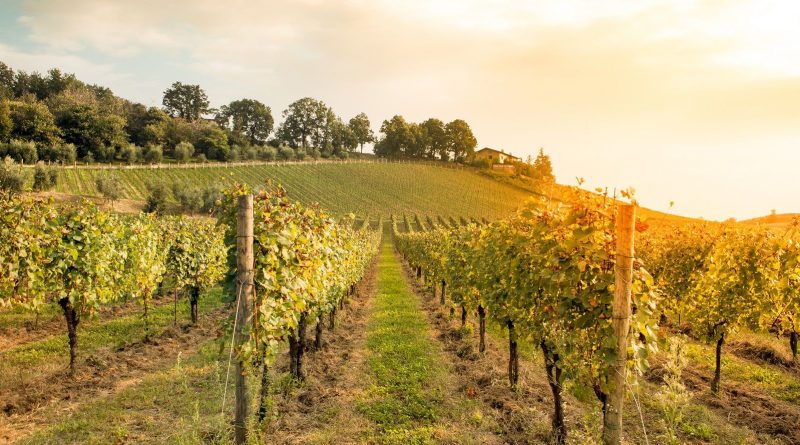 L'agriculture de Nouvelle-Aquitaine souffre du changement climatique