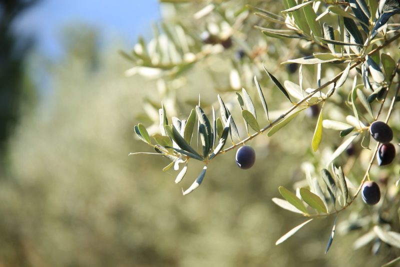 Washington remet en cause la PAC avec son enquête sur les olives espagnoles