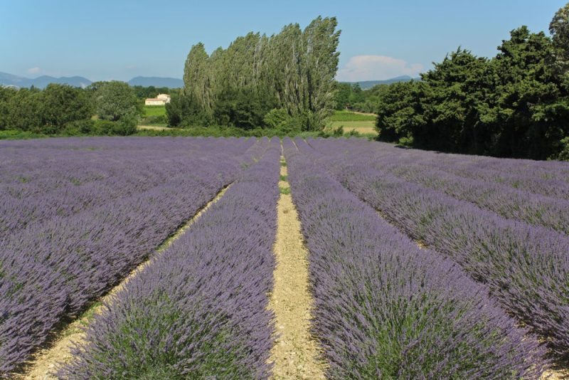 Dans la Drôme, un producteur de lavande part à l'assaut de la politique climatique de l'UE
