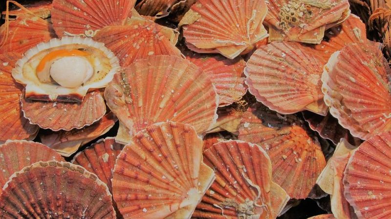 Coquilles Saint-Jacques : la Commission européenne appelle à un accord « à l’amiable »