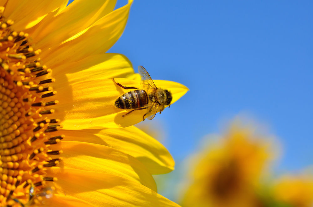 shutterstock_421546969