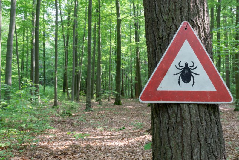 Le Parlement européen alerte sur la maladie de Lyme