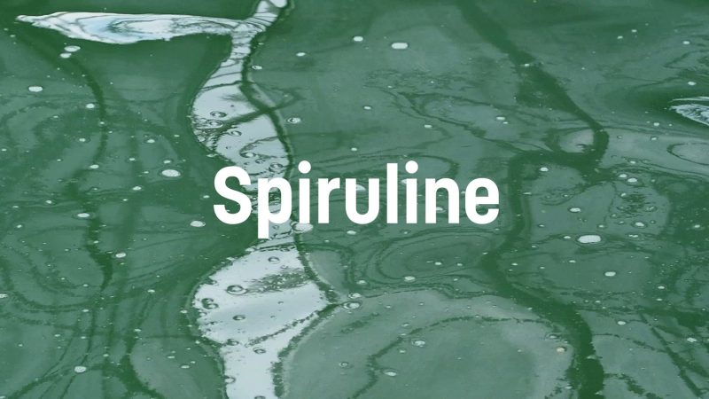 En Loire Atlantique, une ferme maraîchère se lance dans la culture de spiruline