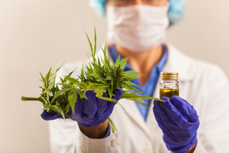 Un comité officiel évalue l'intérêt du cannabis thérapeutique