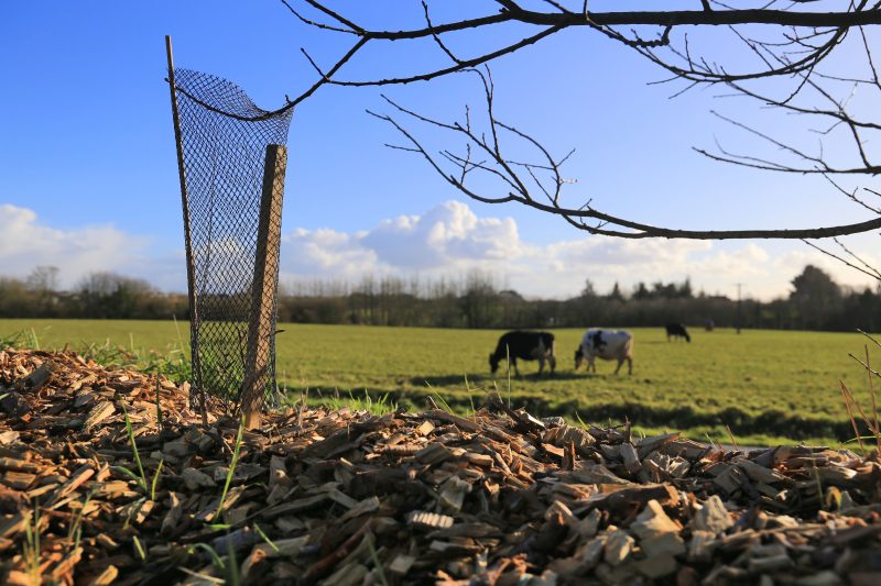 Les agriculteurs du Bas-Léon retissent le bocage