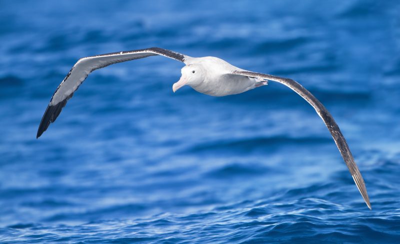 Les albatros, nouveaux patrouilleurs des mers