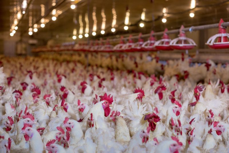 Sur le terrain, le bien-être animal reste un voeu pieux en Europe