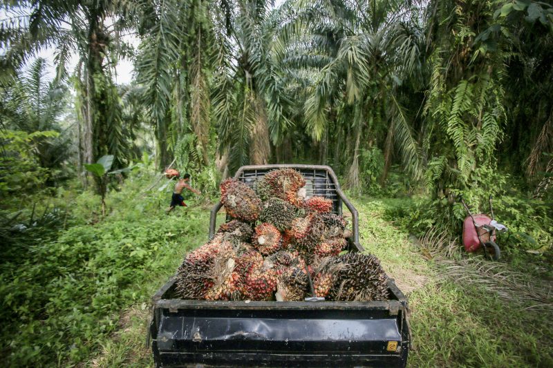 L’UE impose des taxes sur les biocarburants indonésiens