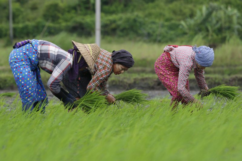 L'UE pourrait prendre prétexte des droits de l'homme pour taxer le riz importé