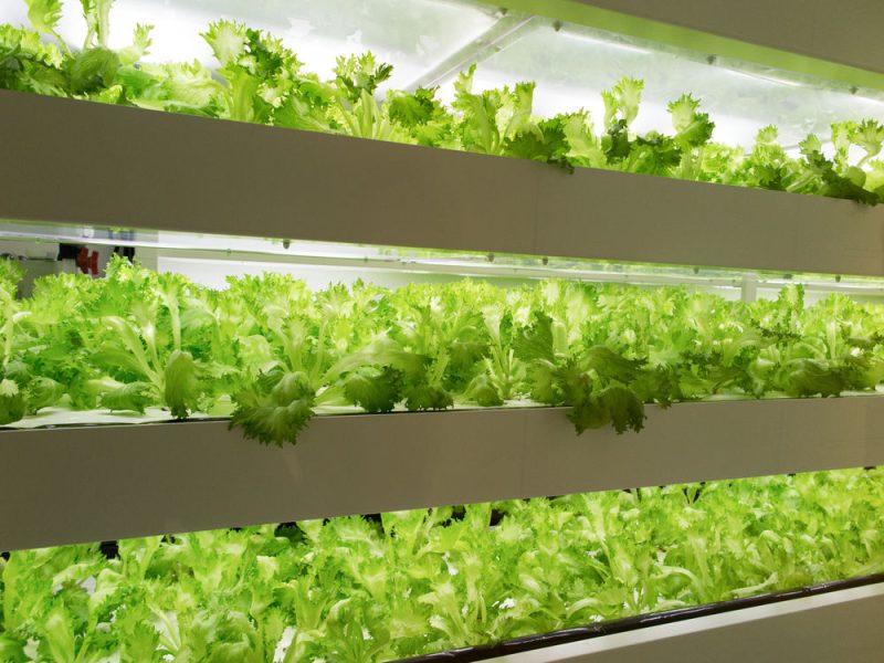 L’agriculture urbaine en intérieur plante ses graines en France