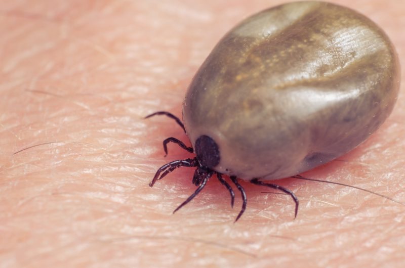 Le Parlement européen réclame plus de moyens contre la maladie de Lyme