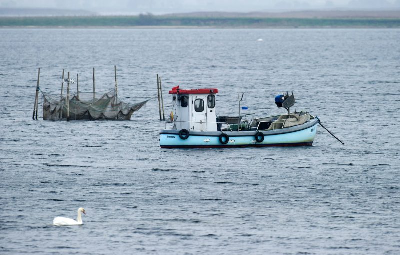 Moins d'un poisson sur deux est pêché de façon durable