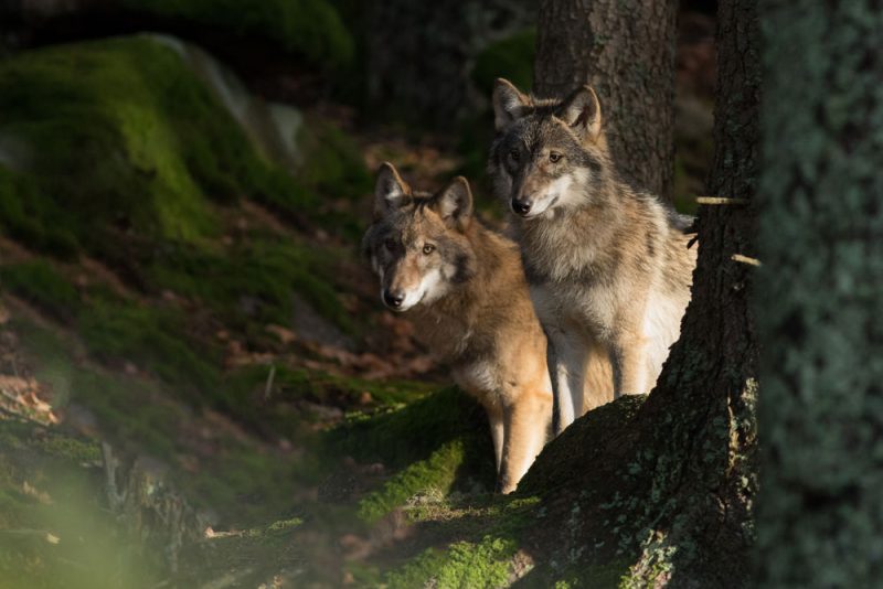 500 loups en France, pas moins… pas plus?